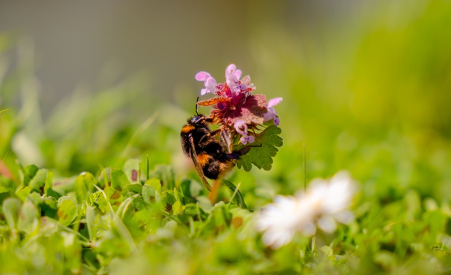 Shocking New Report Reveals Britain’s Pollinators Are In Rapid Decline